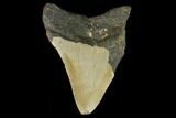 Bargain, Fossil Megalodon Tooth - North Carolina #124817-2